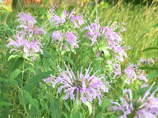 Bee Balm Native Plant