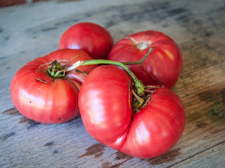 Brandywine Tomato (Sudduth's Strain)
