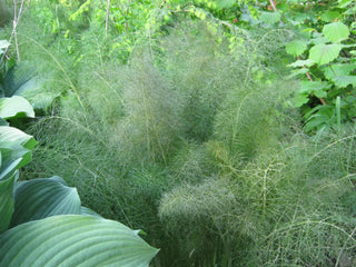 Bronze Fennel