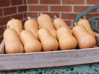 Brûlée Butternut Winter Squash