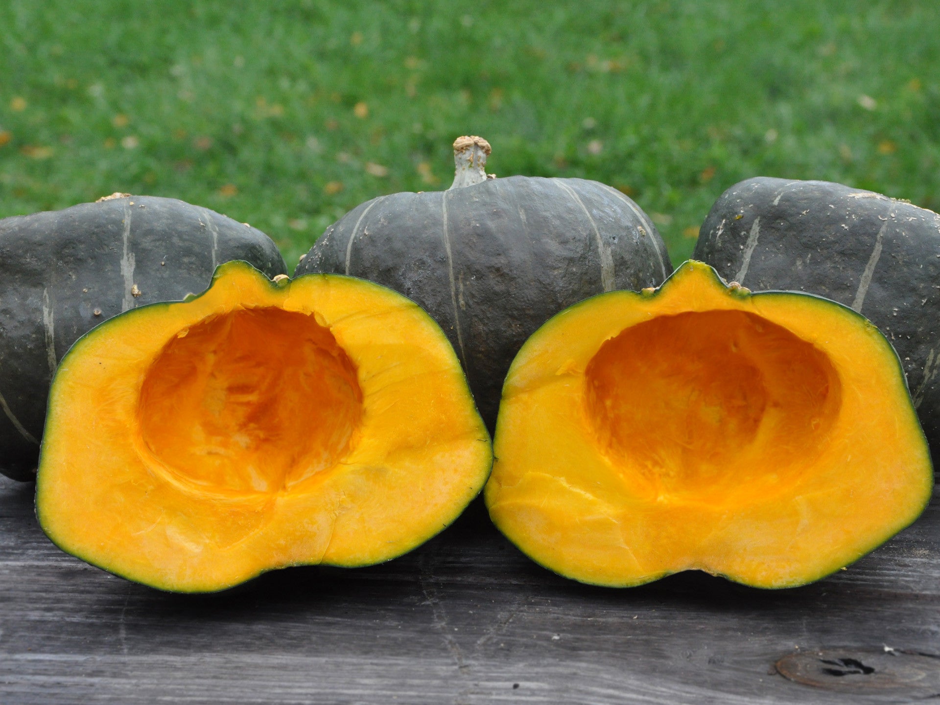 burgess seed & plant co. seed catalog Burgess Buttercup Winter Squash Seeds