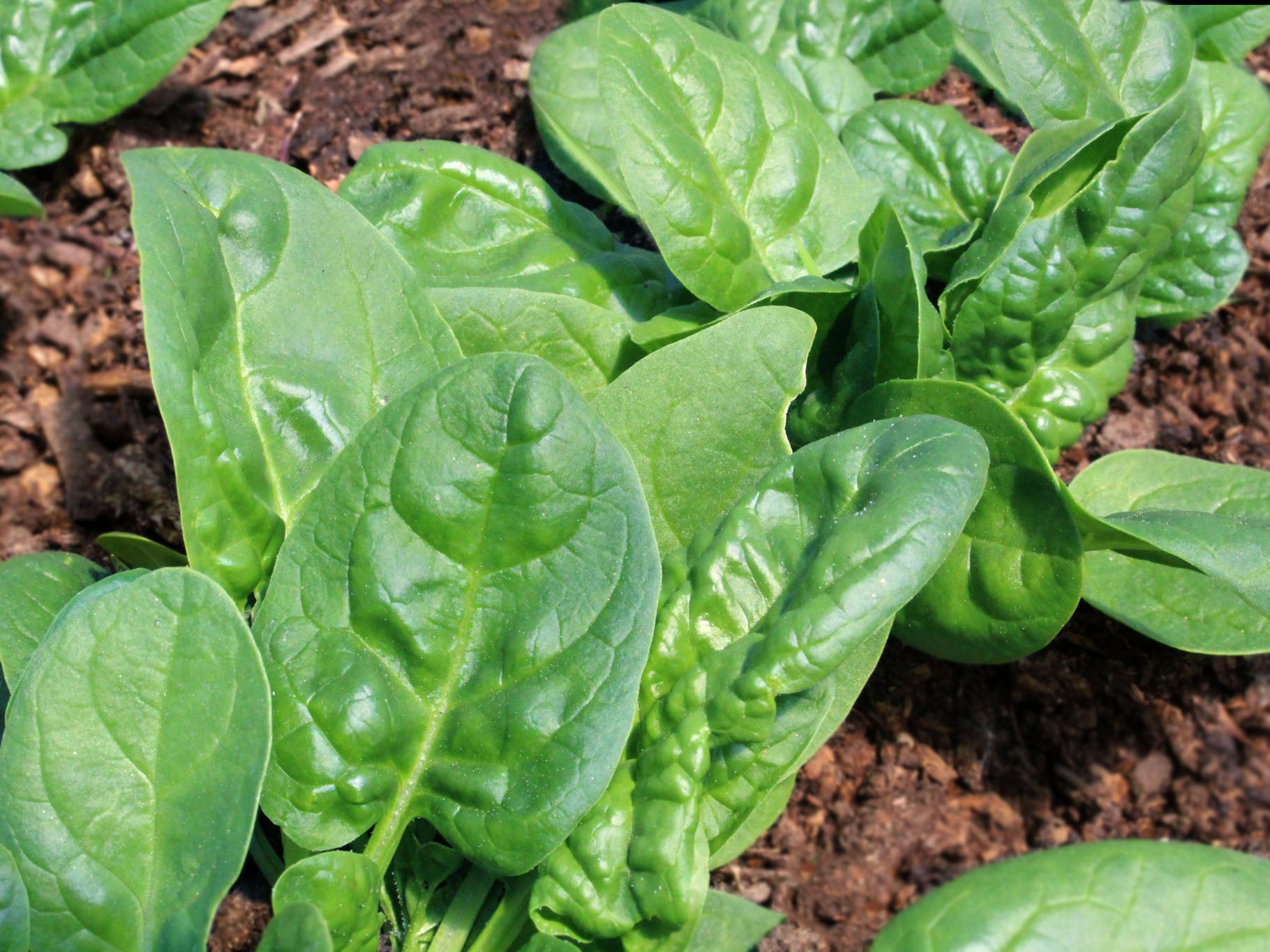 plant spinach seeds Butterflay Organic Spinach Seeds