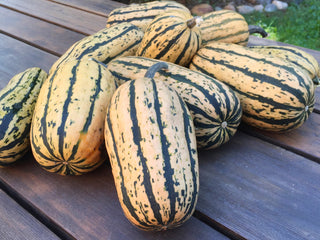 Candystick Delicata Squash
