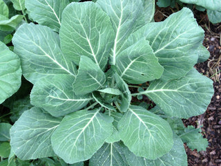 Champion Collard