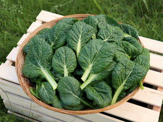 Chijimisai Greens