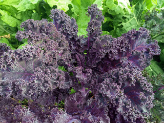 Curly Roja Kale