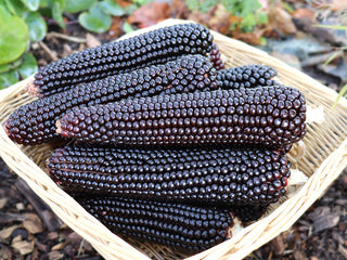 Dakota Black Popcorn