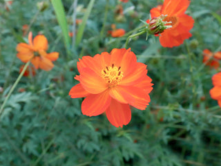 Diablo Cosmos