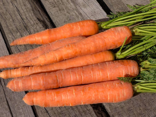 Dolciva Carrot