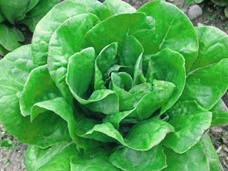 Ella Kropf Lettuce