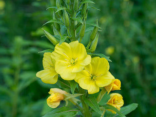 Evening Primrose Wildflower