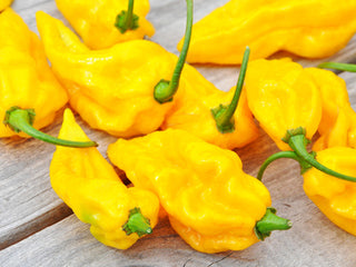 Fatalii Hot Pepper