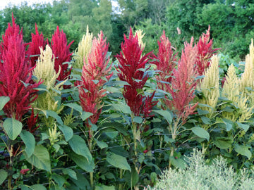 planting amaranth seeds Fercita Amaranth Seeds