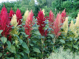 Fercita Amaranth