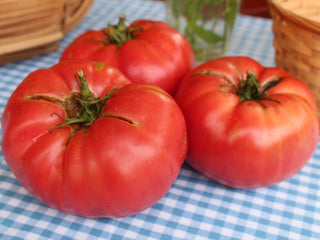 Ferris Wheel Tomato