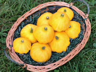 Golden Bush Scallop Summer Squash