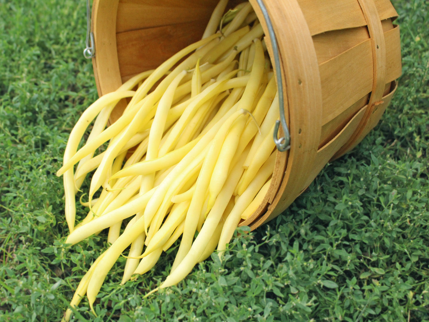 planting yellow bean seeds Golden Rocky Organic Bean Seeds