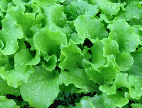 lettuce succulent Grand Rapids Lettuce Seeds – Grow Crisp, Cold-Hardy Greens Fast