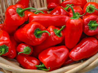 Hinkelhatz Hot Pepper