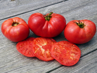 Isbell's Big Dwarf Tomato