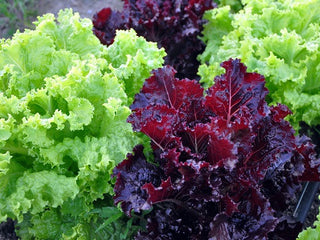 Jazzy Leaf Lettuce Mix