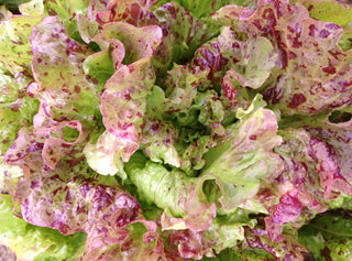Joker Lettuce