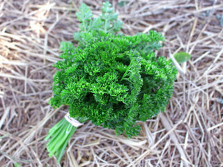 Krausa Curly Parsley