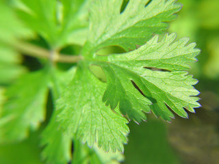 Leisure Cilantro