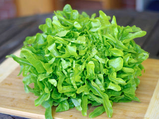 Lingua di Canarino Lettuce