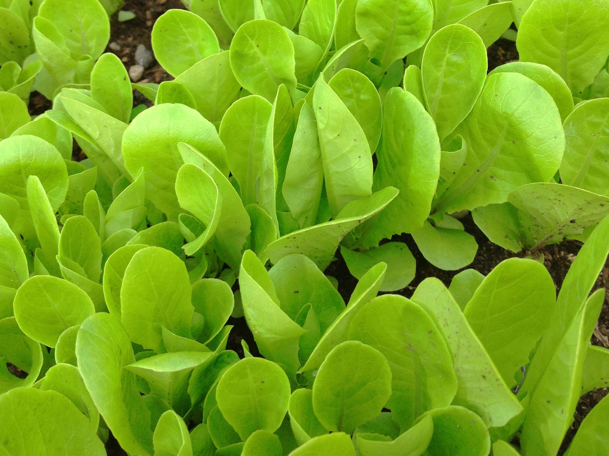 planting little gem lettuce seeds Little Gem Lettuce Seeds