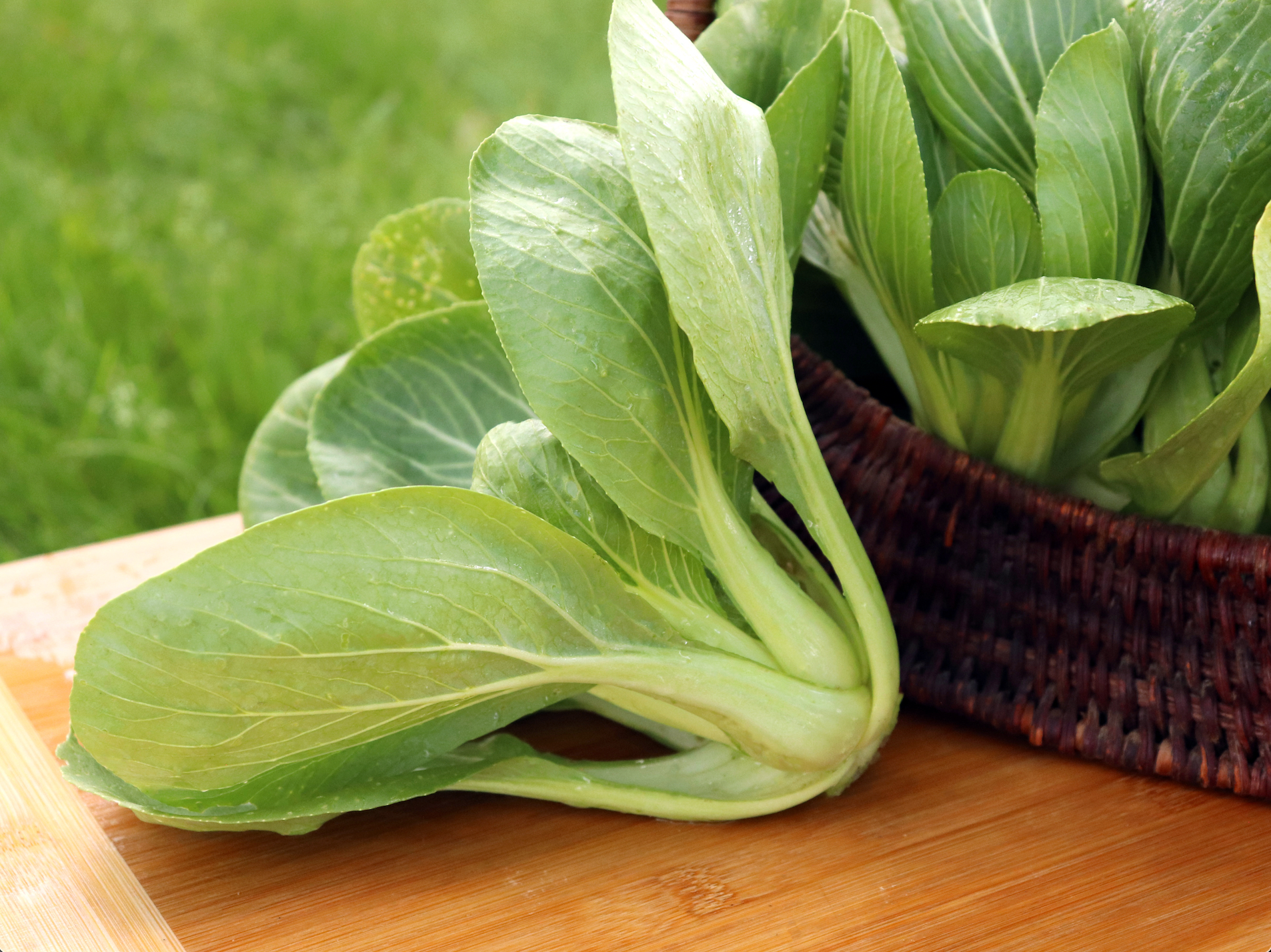 Luck Dragon Organic Baby Bok Choy Seeds – Harvest Tender Greens Fast