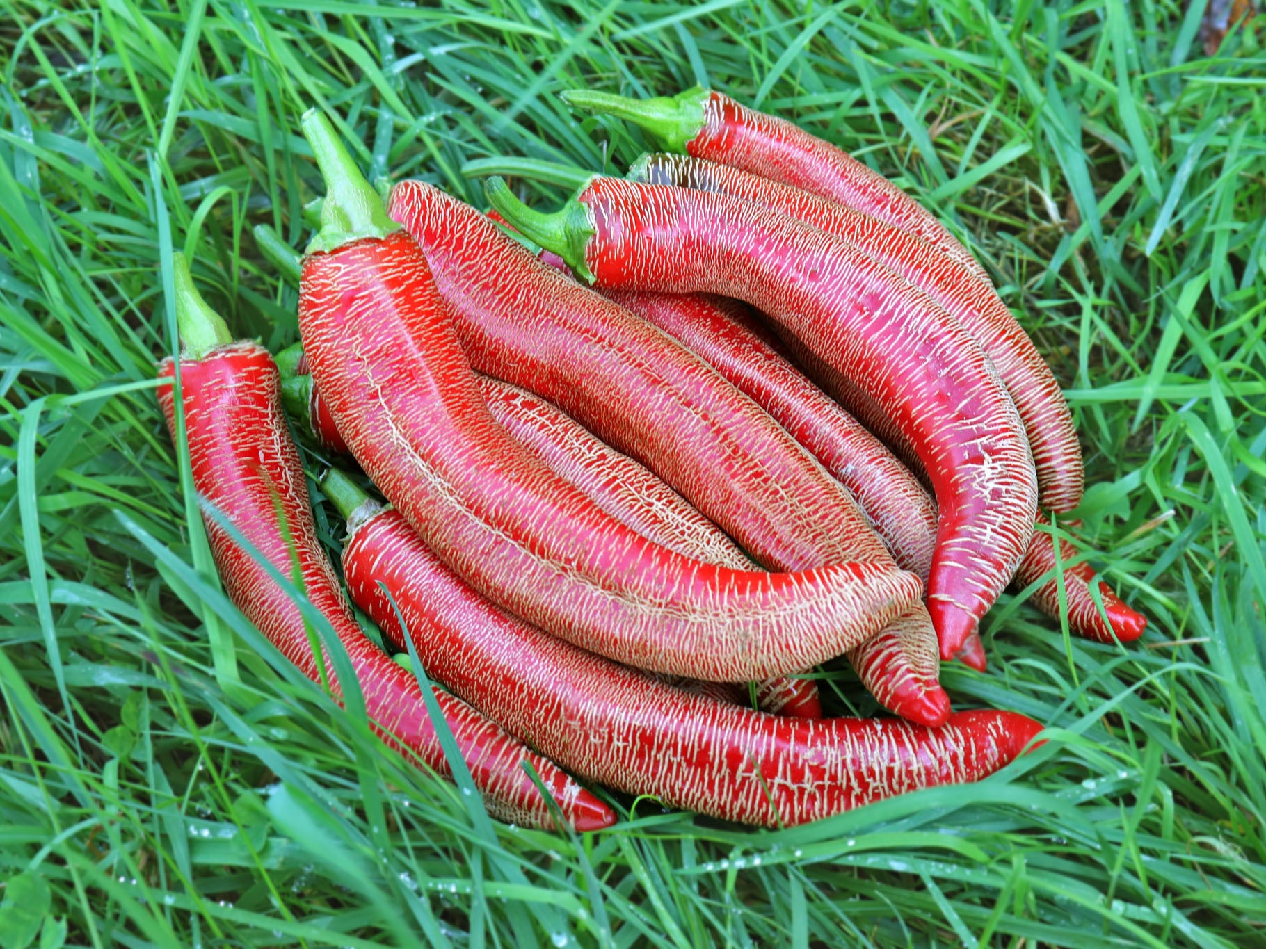 hot pepper plant seeds Macedonian Embroidered Hot Pepper Seeds