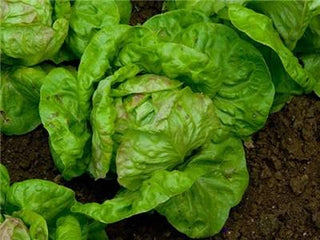 Maule's Philadelphia Butter Lettuce