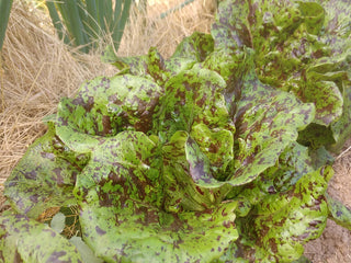 Mayan Jaguar Lettuce