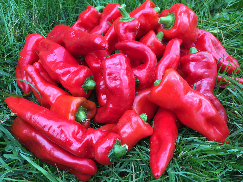 Drying Peppers – Vermont Organic Farm