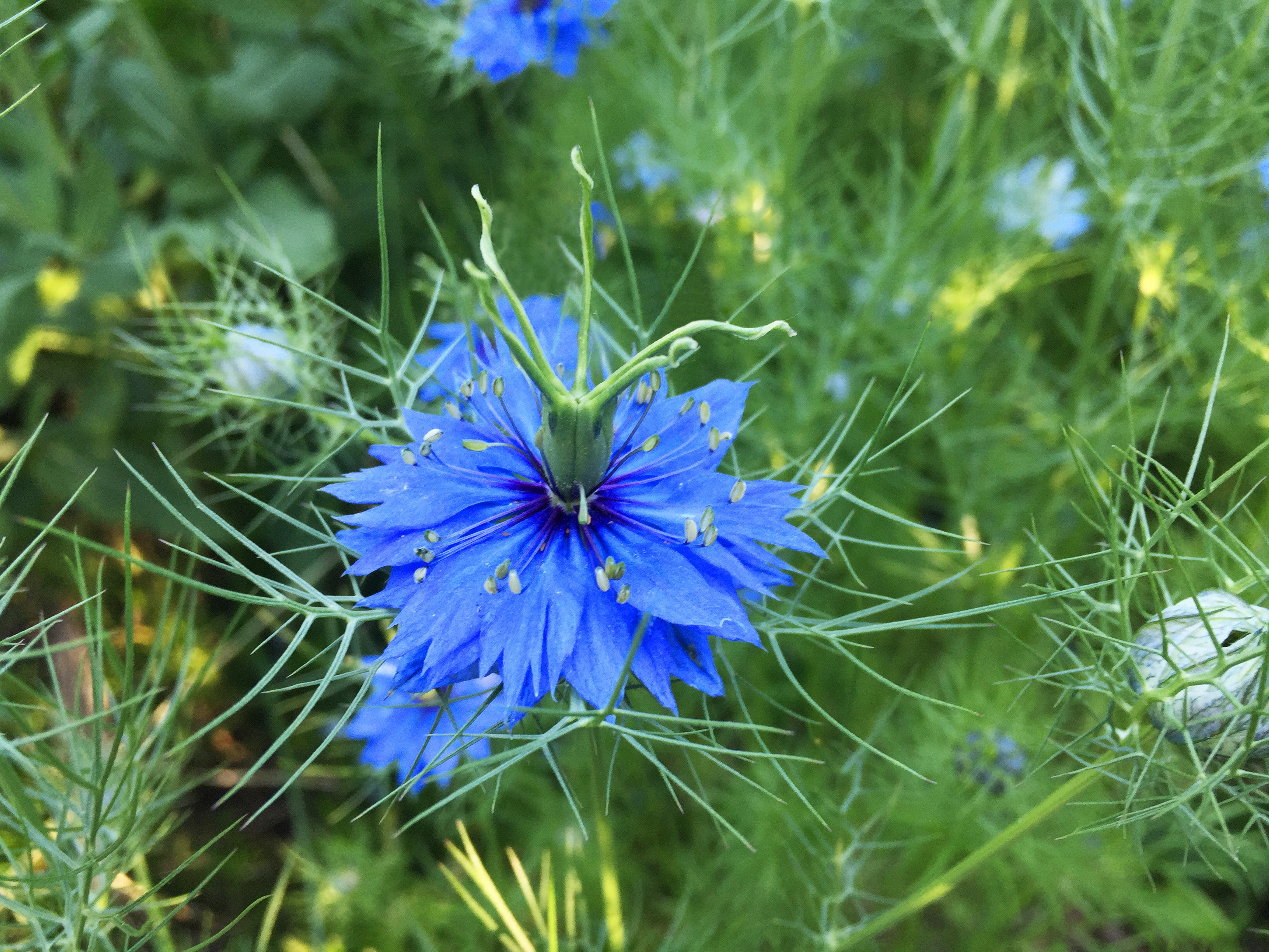 Miss Jekyll Blue Organic Love-in-a-Mist Seeds