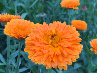 Orange Zinger Calendula Flowers