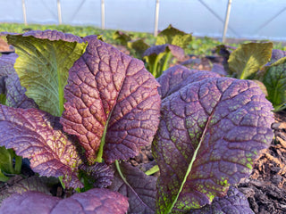 Osaka Hardy Mustard Greens
