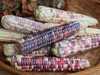 Painted Hill Corn