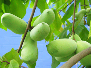 Paw Paw seeds