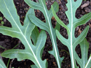 Perennial Arugula