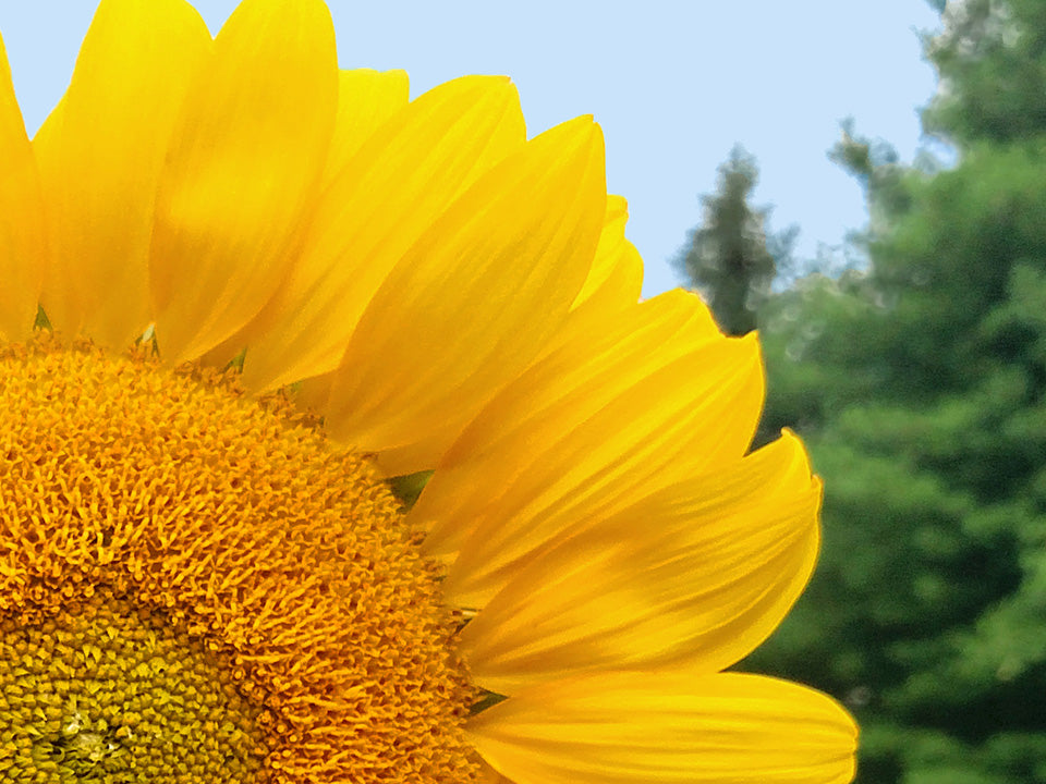 peredovik sunflower seeds for planting Peredovik Sunflower Seeds - Grow Tall, Feed Birds, Press Oil