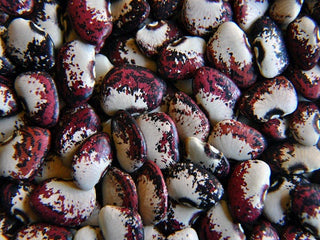 Potawatomi Lima Bean