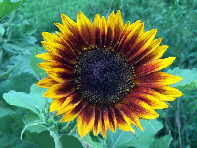 Empa - Communication - Sunflower