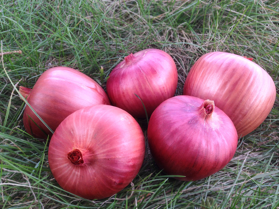 rose de roscoff onion seeds Rossa Di Milano Organic Onion Seeds