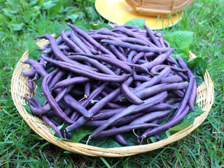 Royal Burgundy Bean