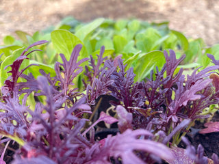 Ruby Streaks Mustard Greens