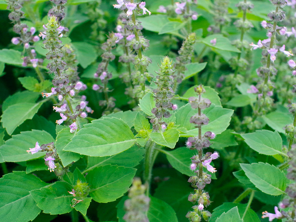 basil seeds plant Sacred Organic Basil Seeds