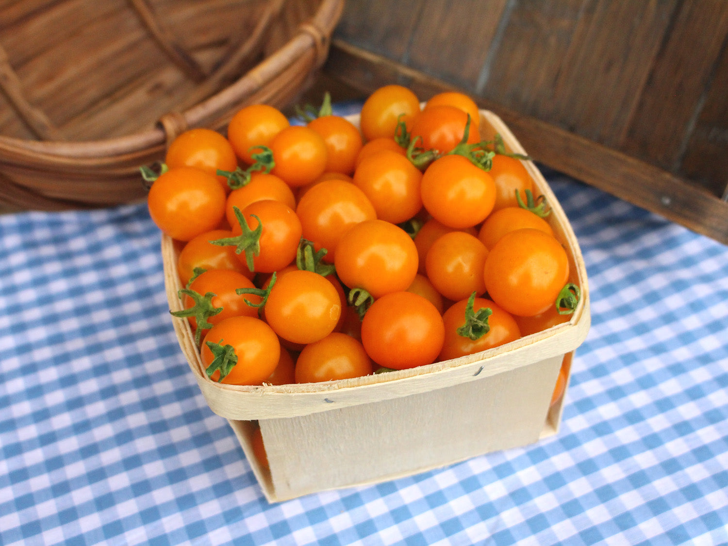 Santiam Sunrise Tomato Seeds | Nature & Nurture Seeds