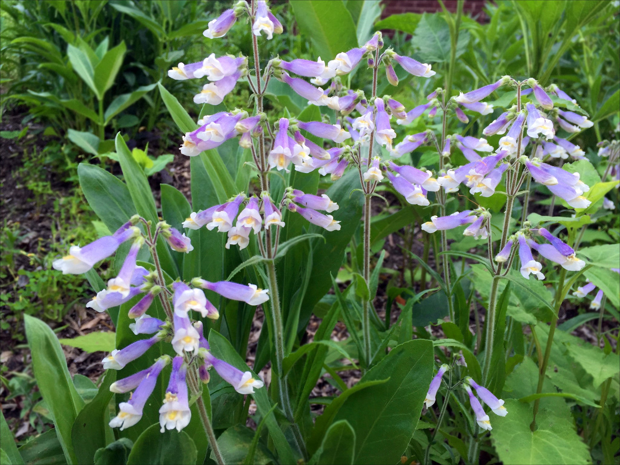 plant these seeds to save the bees Save the Bees! Wildflower Seed Mix – Attract Pollinators Fast